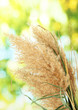 reeds on green background