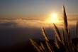Pampas grass 2