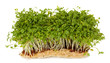 Fresh cress salad on green background
