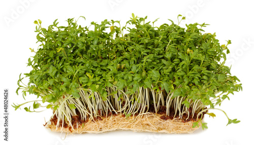 Photo: Fresh cress salad on green background Fresh cress salad on green background