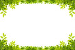 leaves frame isolated on white background