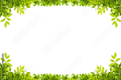 Photo: leaves frame isolated on white background leaves frame isolated on white background