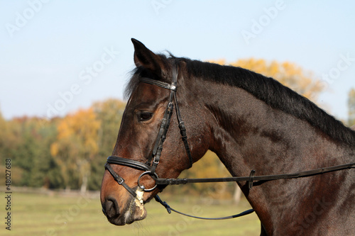 Photo: Araberhengst mit Halfter Araberhengst mit Halfter