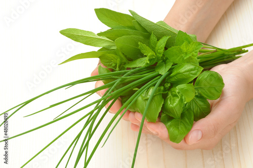 Photo: Hands of young woman holding fresh herbs, basil, chive, sage Hands of young woman holding fresh herbs, basil, chive, sage