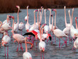Pink flamingos