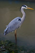 Heron, Ardea cinerea, Airone cenerino