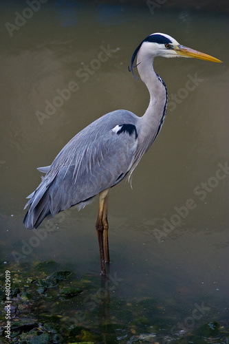 Photo: Heron, Ardea cinerea, Airone cenerino Heron, Ardea cinerea, Airone cenerino