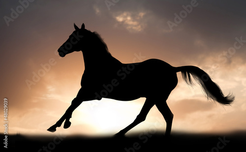 Photo: stallion runs stallion runs