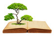 The big tree growth from a book isolated on white background