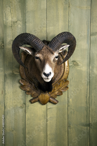 Photo: Mufflon Mufflon