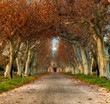 Photo: Beautiful alley with mansion in the end Beautiful alley with mansion in the end