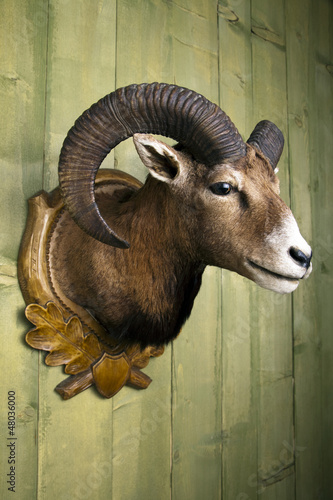Photo: Mufflon Mufflon