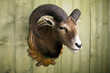 Foto: Mufflon Mufflon