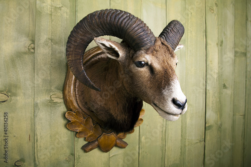 Photo: Mufflon Mufflon
