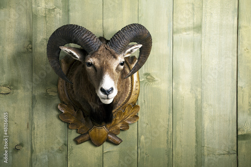 Photo: Mufflon Mufflon