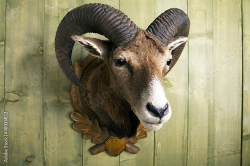 Photo: Mufflon Mufflon