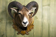 Mufflon
