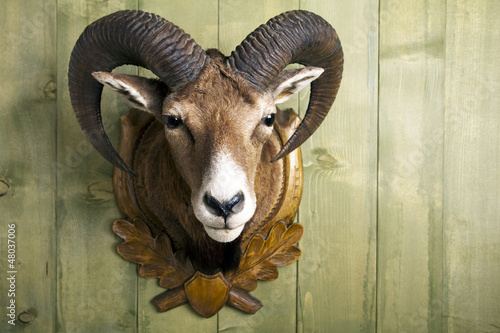 Photo: Mufflon Mufflon