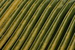Photo: Close-up of tropical foliage Close-up of tropical foliage
