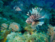 Photo: common lionfish (Pterois volitans) common lionfish (Pterois volitans)