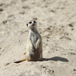 suricate 9