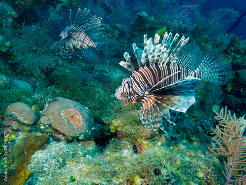 Photo: common lionfish (Pterois volitans) common lionfish (Pterois volitans)
