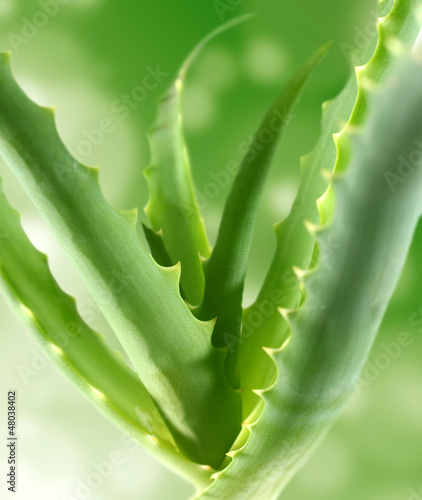 Photo: green aloe green aloe