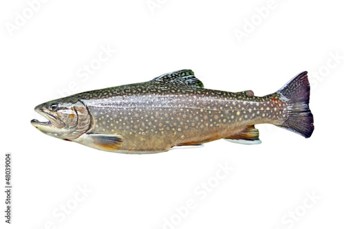 Photo: Trout Trout