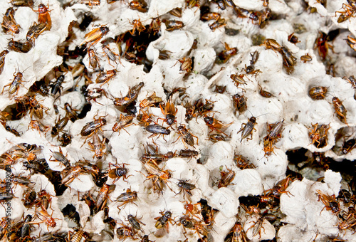 Photo: Hundreds of brown cockroaches in their habitat Hundreds of brown cockroaches in their habitat