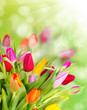 Foto: Beautiful tulips bouquet Beautiful tulips bouquet
