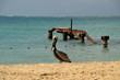 Photo: Le pélican Le pélican
