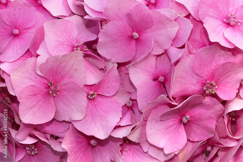 Photo: close up of pink flower background close up of pink flower background