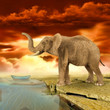 Elefante cerca del agua