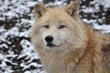 Arktischer Wolf