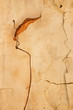 dry leaf on old background