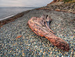 Large Piece of Wood on Pebble Beach