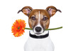 flower dog