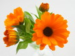 bouquet de fleurs de souci