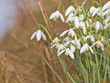 Flowering snowdrops