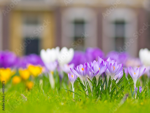 Photo: A group of violet crocus A group of violet crocus