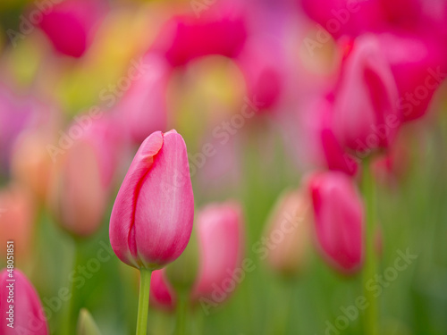 Photo: Colorful tulips Colorful tulips