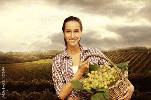 Photo: vintner picking grapes in a vineyard vintner picking grapes in a vineyard