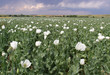Opium Field with White Blossoms