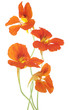 nasturtium
