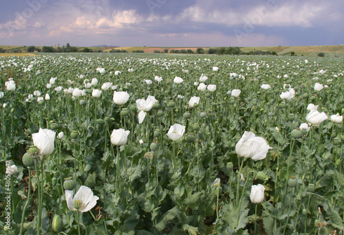 Photo: Opium Field with White Blossoms Opium Field with White Blossoms