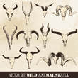 Wild Animal Skull Set