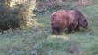 Braunbär