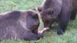 Braunbär