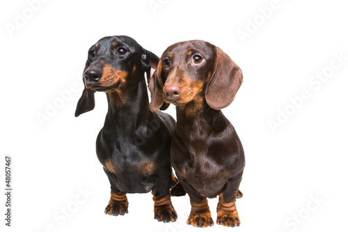 Photo: black and chocolate dachshund dogs on isolated white black and chocolate dachshund dogs on isolated white
