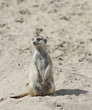 suricate 15